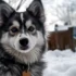 Pomskies for Sale in Ohio – Find Your Perfect Companion