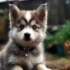 Pomsky Puppies for Sale in OKC