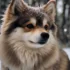 Pomsky Puppies for Sale in New England