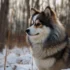 Pomsky Breeders in Nebraska: Find Your Perfect Pomsky Companion