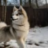 Do Pomskies Grow Quickly? Understanding Pomsky Size And Appearance