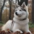 Pomskies for Sale in Nevada: Your Ultimate Guide to Finding the Perfect Pomsky Puppy