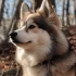 Pomskies for Sale in Ohio on Hoobly