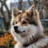 Pomskies for Sale in NH – Find Your New Furry Friend Today!