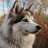 Pomskies for Sale in Michigan: Where to Find Your Perfect Pomsky Puppy