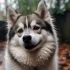 Pomsky Puppies for Sale in Ohio on Hoobly