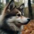 Pomskies for Sale in Omaha, NE