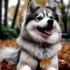 Pomskies for Sale in Oklahoma