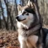 Pomsky Puppies for Sale in Ohio on Hoobly