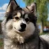 Pomsky Puppies for Sale in PA