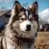 Pomsky Puppies for Sale Online: How to Find the Right Breeder