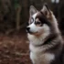 Pomsky Puppies for Sale in PA