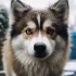 Pomskies for Sale in Orlando Florida