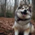 Pomskies for Sale in Pittsburgh: Find Your Furry Friend Today!