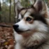 Pomskies for Sale in Phoenix AZ