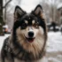 Pomskies for Sale in Phoenix AZ