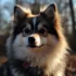 Pomskies for Sale in Pittsburgh: Find Your Furry Friend Today!