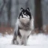 Pomskies for Sale in Florida – Find Your Furry Friend Today!