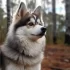 Pomskies for Sale in Puerto Rico: Find Your Perfect Companion