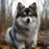 Pomsky Puppies for Sale in Riverside, CA