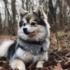 Pomskies for Sale in Sacramento: Find Your Furry Companion