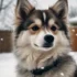 Pomskies for Sale in Rochester, NY