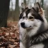 Pomskies for Sale in RI: Where to Find Your Perfect Puppy