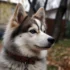 Pomskies for Sale in Sacramento: Find Your Furry Companion