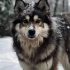 Pomskies for Sale in Sacramento: Find Your Perfect Companion