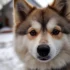 Pomskies for Sale in San Antonio – Find Your Perfect Companion Today!