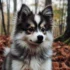 Pomskies for Sale in San Francisco