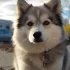 Pomskies for Sale in RI