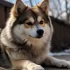 Pomskies for Sale in Seattle: Find Your Furry Friend Today!