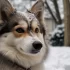Pomskies for Sale in Savannah GA