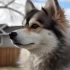 Pomskies for Sale in Sarasota, FL