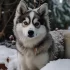 Pomskies for Sale in Spokane, WA: Healthy and Adorable Puppies