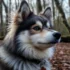 Pomskies For Sale in SC: Find Your Furry Friend Today!