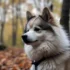 Pomskies for Sale in San Jose