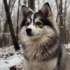 Pomsky Puppies for Sale in Spokane