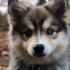 Pomskies for Sale in St. Louis