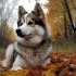 Pomskies for Sale in Springfield MO: Find Your Perfect Companion
