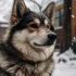 Pomskies for Sale in Spokane, WA: Healthy and Adorable Puppies