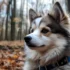 Pomsky Puppies for Sale in Spokane