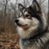 Pomskies for Sale in Springfield MO: Find Your Perfect Companion