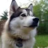 Pomskies for Sale in Syracuse, NY