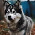 Pomskies for Sale in Texas on Craigslist