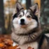 Pomsky Puppies for Sale in Temecula