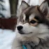 Pomsky Puppies for Sale in Temecula