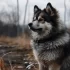 Pomskies for Sale in Texas: Find Your Perfect Furry Companion