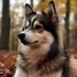 Pomskies for Sale in Tampa Florida